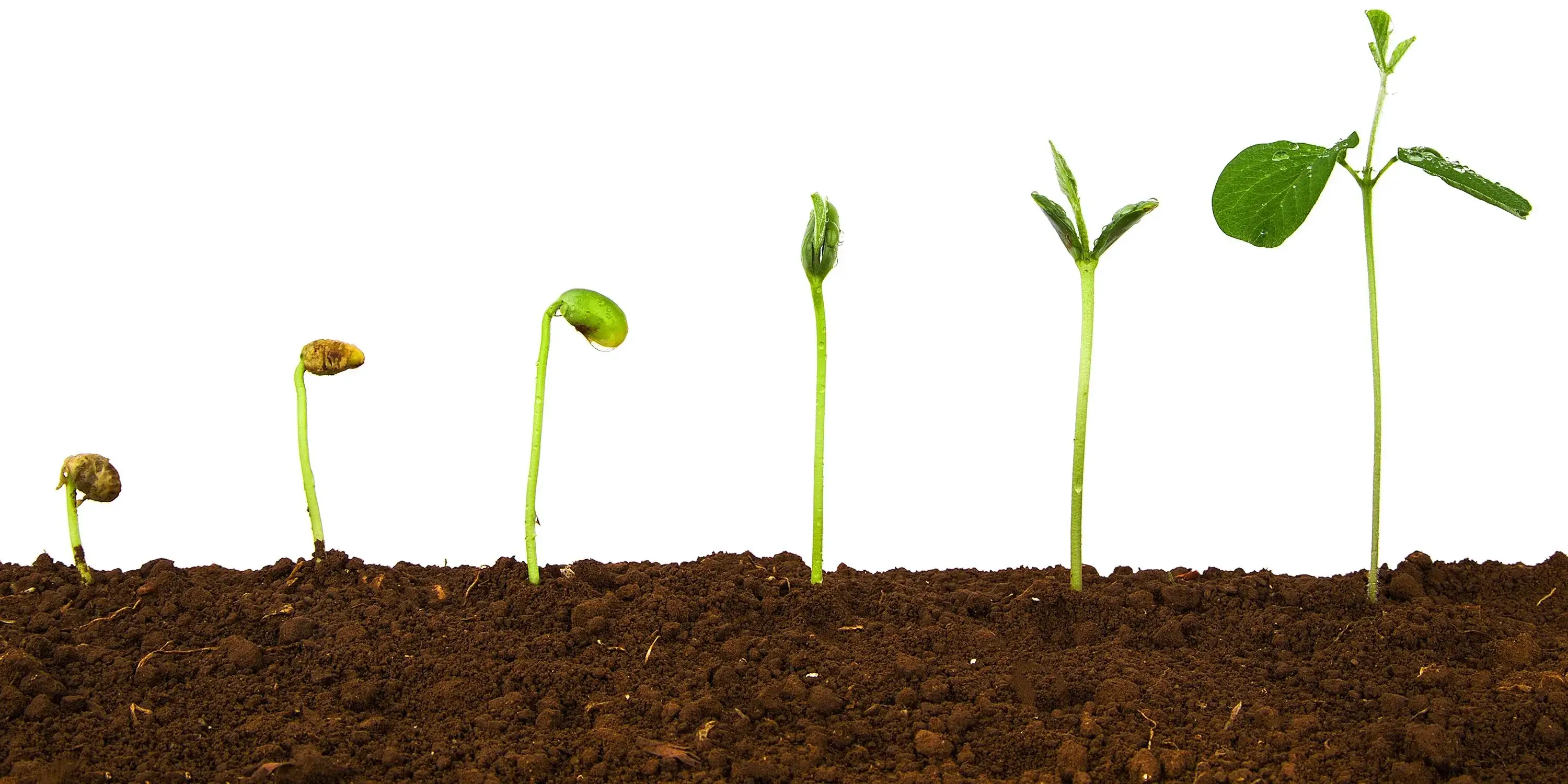 After plant transformation