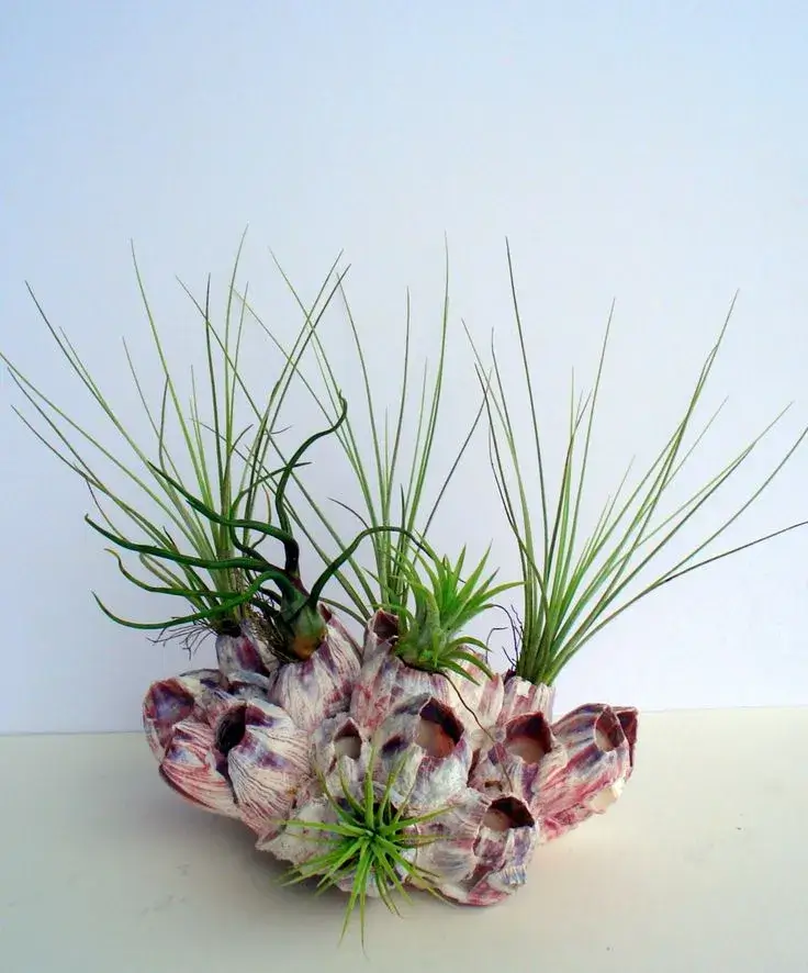 Air Plants
