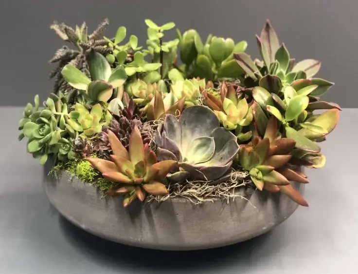 Succulent arrangement