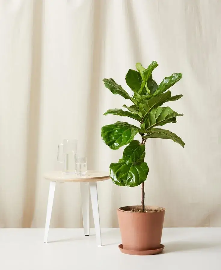 Fiddle Leaf Fig