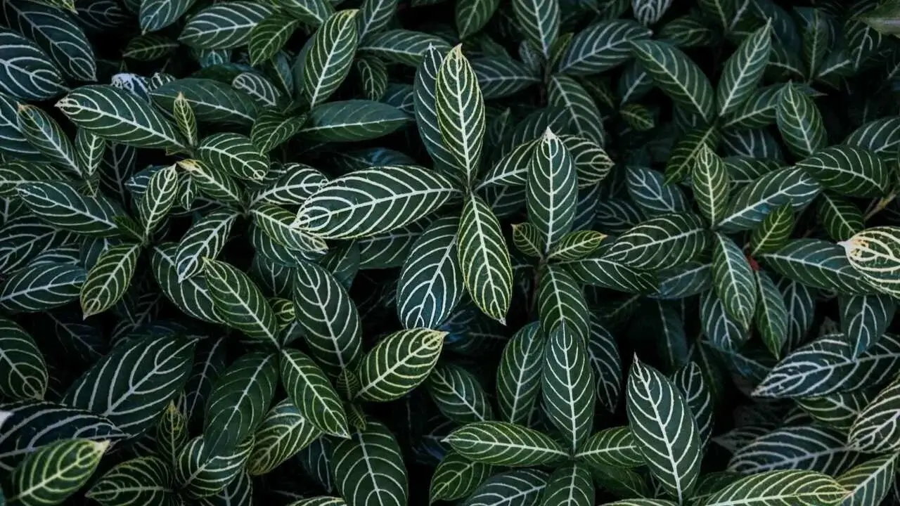 Textured foliage
