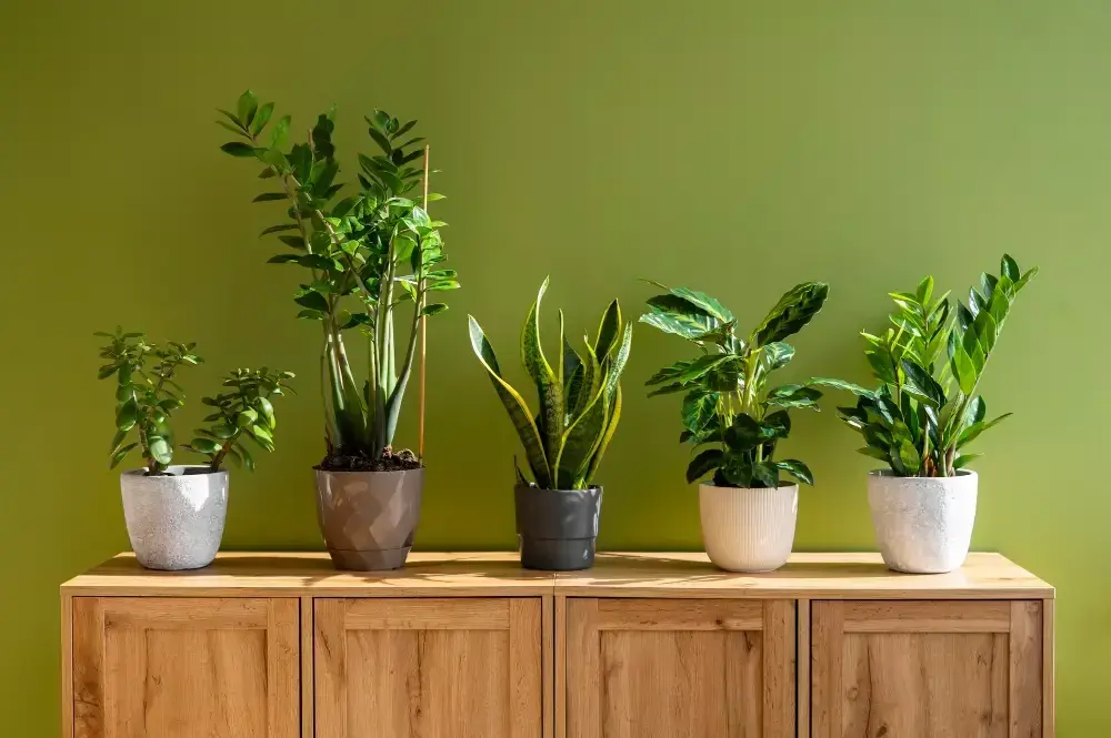 Indoor Plants