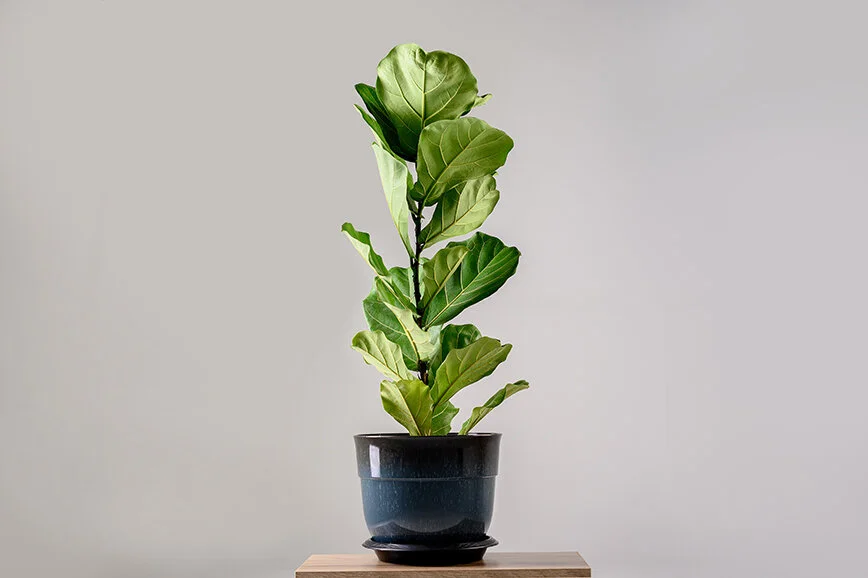 Fiddle Leaf Fig