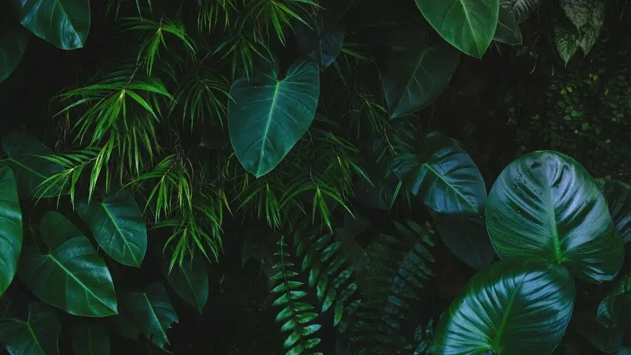 Tropical leaves