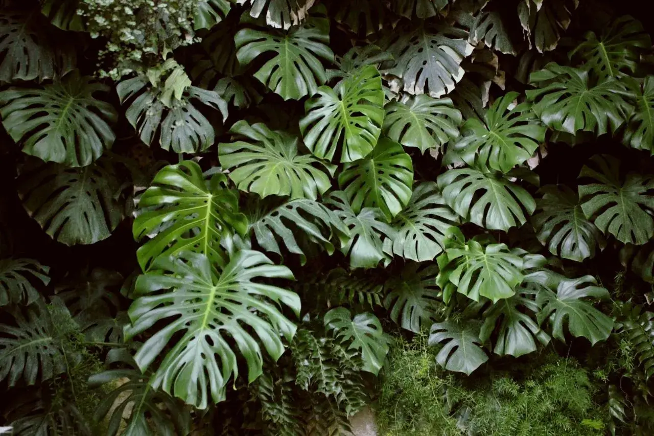 Monstera plant