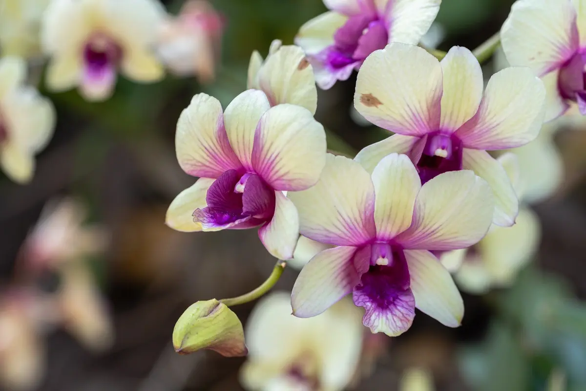 Orchid