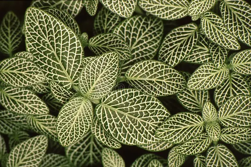 Patterned leaf plant