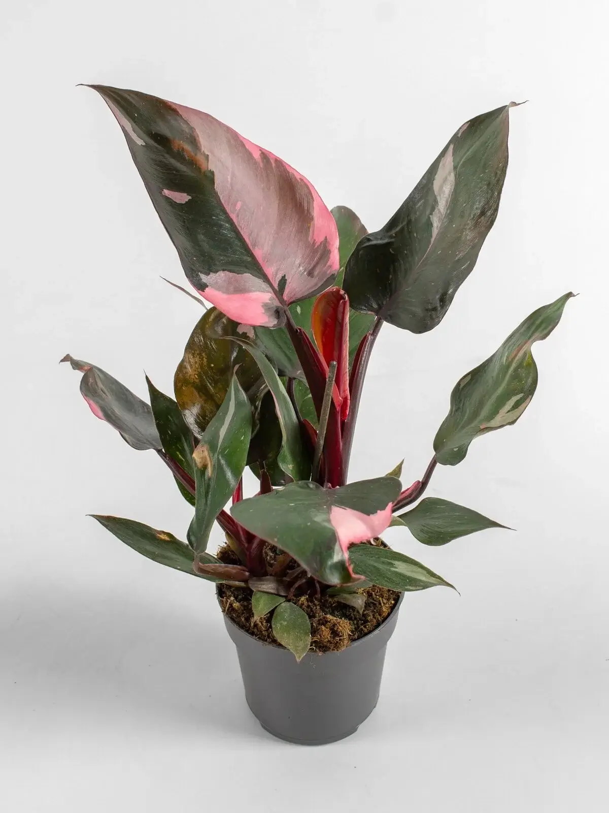 Philodendron Pink Princess