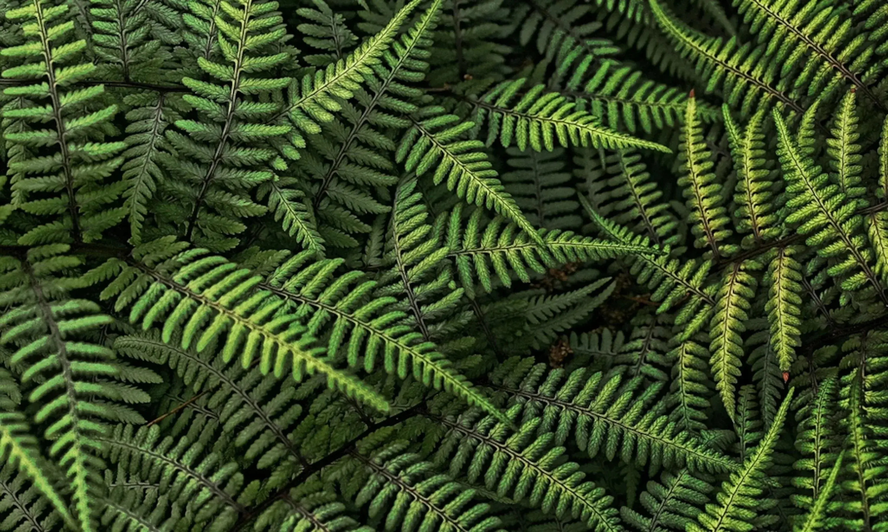 Plant textures