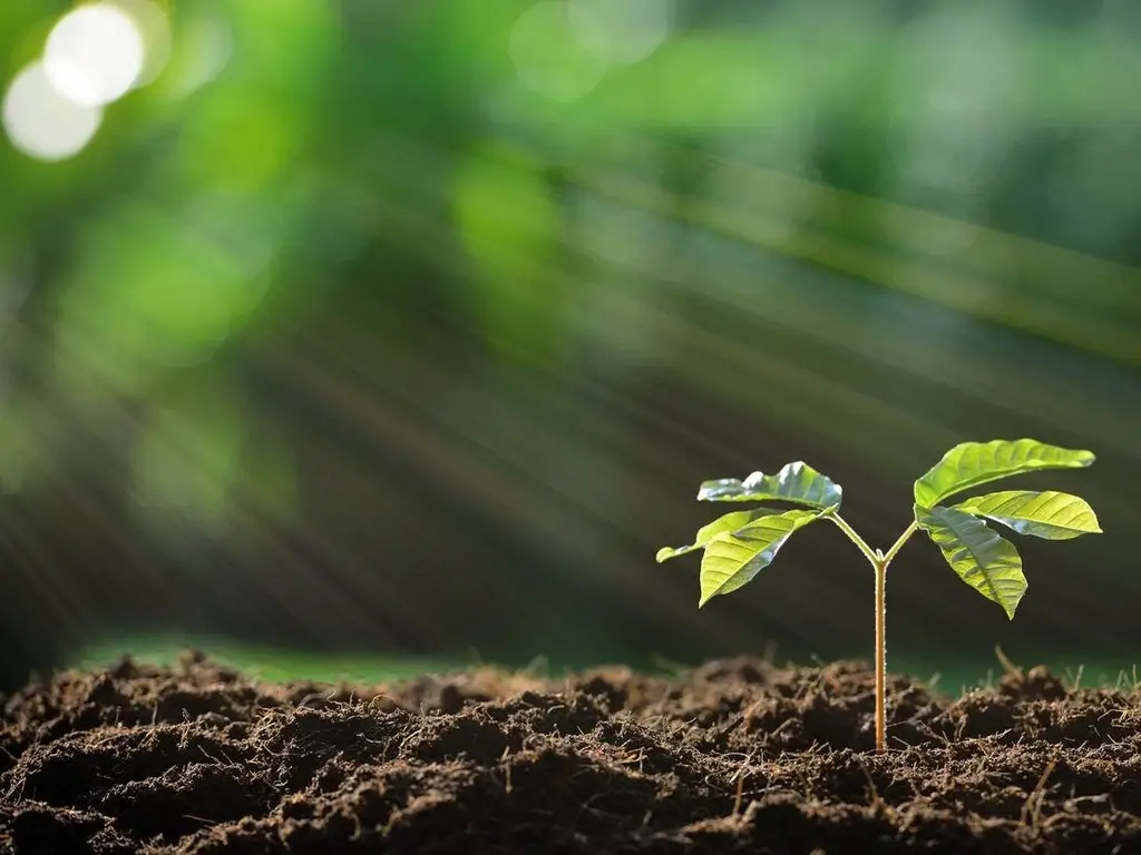 Plant transformation