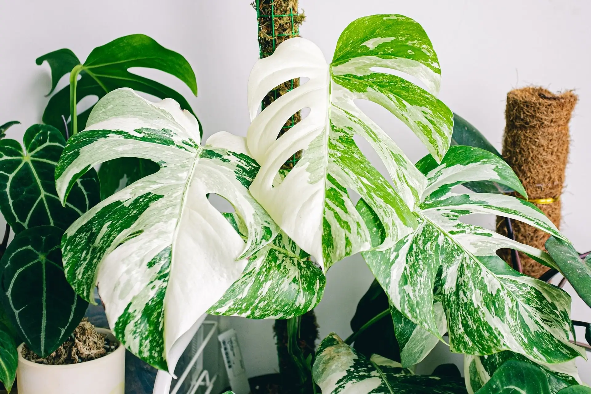 Variegated Monstera