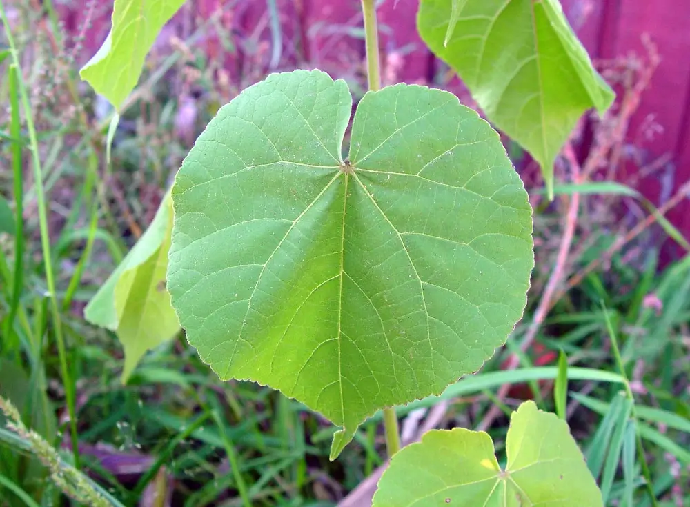 Velvet leaf plant